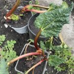 Rhabarberpflanze aus dem Garten zu verschenken
