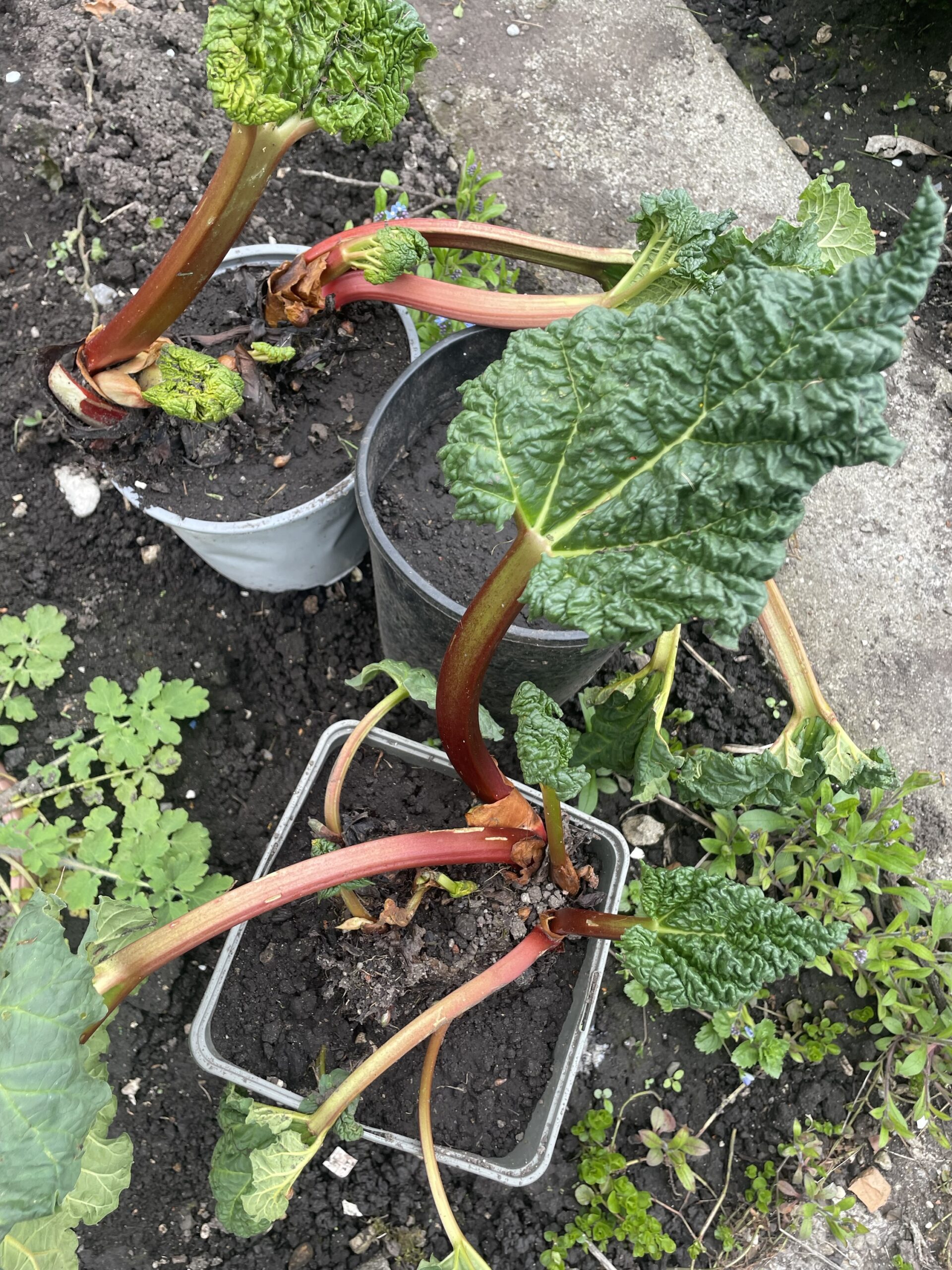 img_3354 Rhabarberpflanze aus dem Garten zu verschenken – Bild 1
