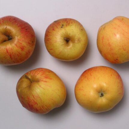 Sack Krummstiel aus Stmk., 2kg, kbA