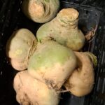 Steckrüben /Kohlrüben 500g kbA